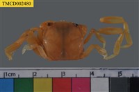 藏品(字紋弓蟹)的圖片